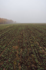 Fototapeta na wymiar sloping field in thick fog on an autumn morning