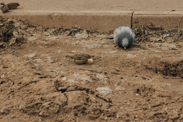 Obraz premium the birds in the city are looking for food