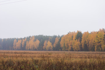 Fototapeta premium Autumn forest near the field