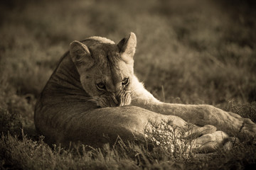 Grooming lioness