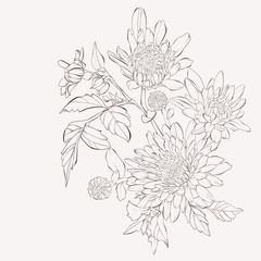 Vector dahlia flower. Autumn flowers bouquet.  Element for design. Sketch hand-drawn contour lines and strokes.