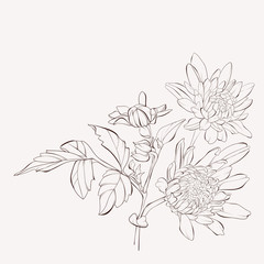 Fototapeta na wymiar Vector dahlia flower. Autumn flowers bouquet. Element for design. Sketch hand-drawn contour lines and strokes.
