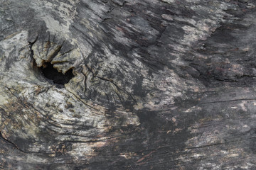 texture of bark wood natural background. Black wooden structural surface