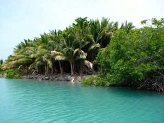 tropical beach with palm trees and sea