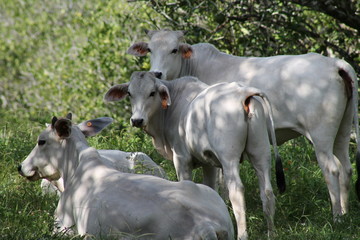 Belize Cow Family Relaxing 