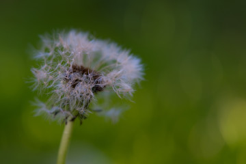 Withered dandelion close up on green background