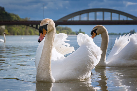 Peaceful white swans floating on Vah river near brudge (Piestany, Slovakia)