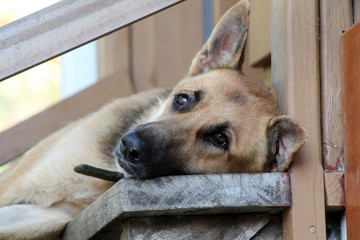 dog on stairs