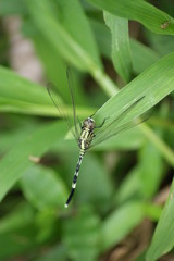 Fototapeta premium Impressionen Bali