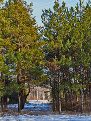 Trees in the park in the winter (2)