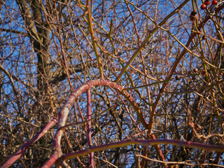 Trees in the park in the winter (4)