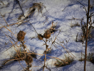 Dry burdock in a winter park