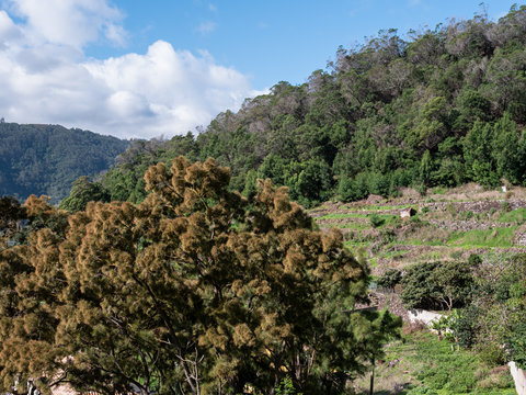 The beautiful Ribeira de Machico Valley, viewed from the levada do Canico, Madeira.