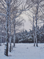 Birch grove in the winter park on a sunny day
