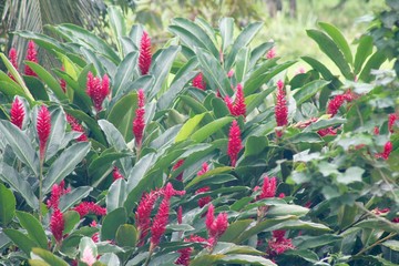red flowers in the garden