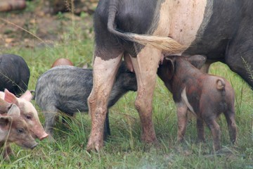 Family of Pigs