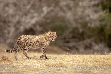 Fototapeta premium Cheetah Cub
