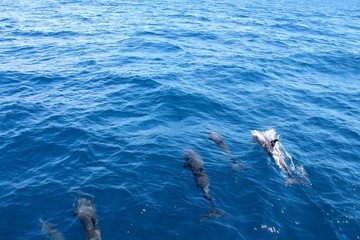 dolphins swimming in the sea