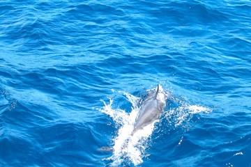 dolphin in blue water
