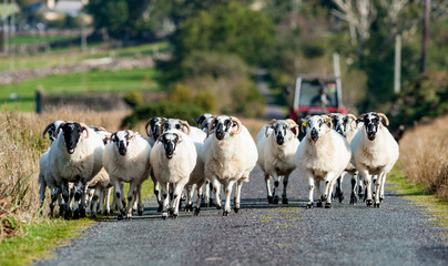 herd of sheep walking on a small rural road in County Kerry, Ireland