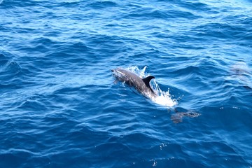 dolphin in water