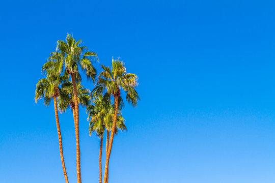 Tall palm trees with clear blue sky