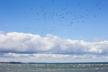 Zugvögel an der Ostseeküste