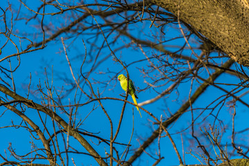 Parrot on branch