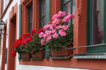 Fototapeta na wymiar Beautiful balcony flowers. Beautiful balcony flowers on Windows Home.