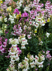 beautiful flowers in nature in the botanical garden