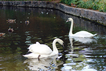 White Swan on the lake