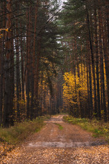 Obraz premium The road in the autumn misty forest