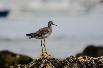Pássaro a olhar o horizonte