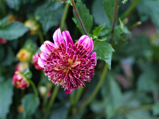 beautiful flowers in nature in the botanical garden