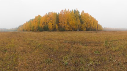 Autumn forest near the field