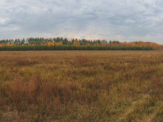 Obraz na płótnie Canvas Autumn forest near the field