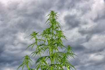 The plant marijuana on the background of the cloudy sky, cannabis legalization.