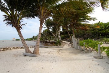 palm tree on the beach
