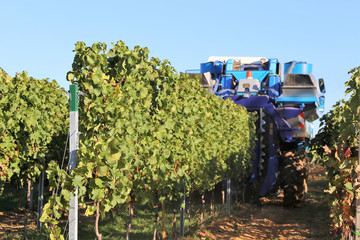 Harvesting grapes with harvester