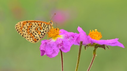 Melitaea trivia  518