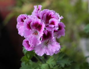 Obraz premium beautiful flowers in nature in the botanical garden