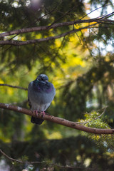 Very beautiful pigeon sitting on a branch