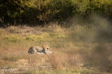 Leopard feeding