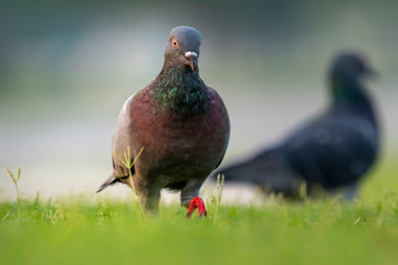 Wild pigeon walking in grass at aspire zone  park  Doha - Qatar