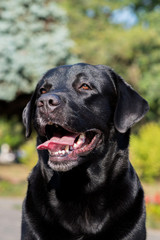 black labrador retriever     