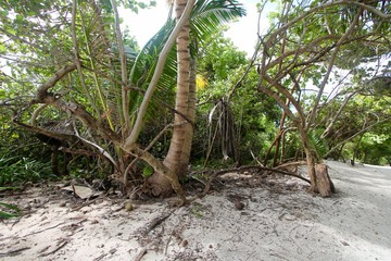 Belizean Island Palms