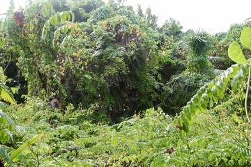 Belizean Bush