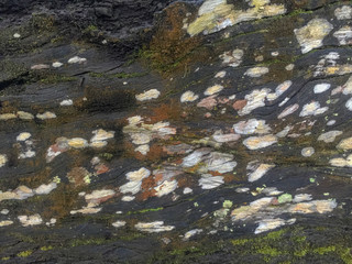 Selective focus of wild mushroom on wooden trunk.
