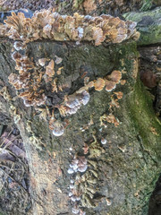 Selective focus of wild mushroom on wooden trunk.