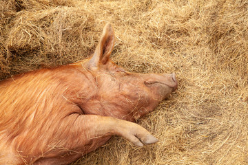 A cute piglet in a farm yard